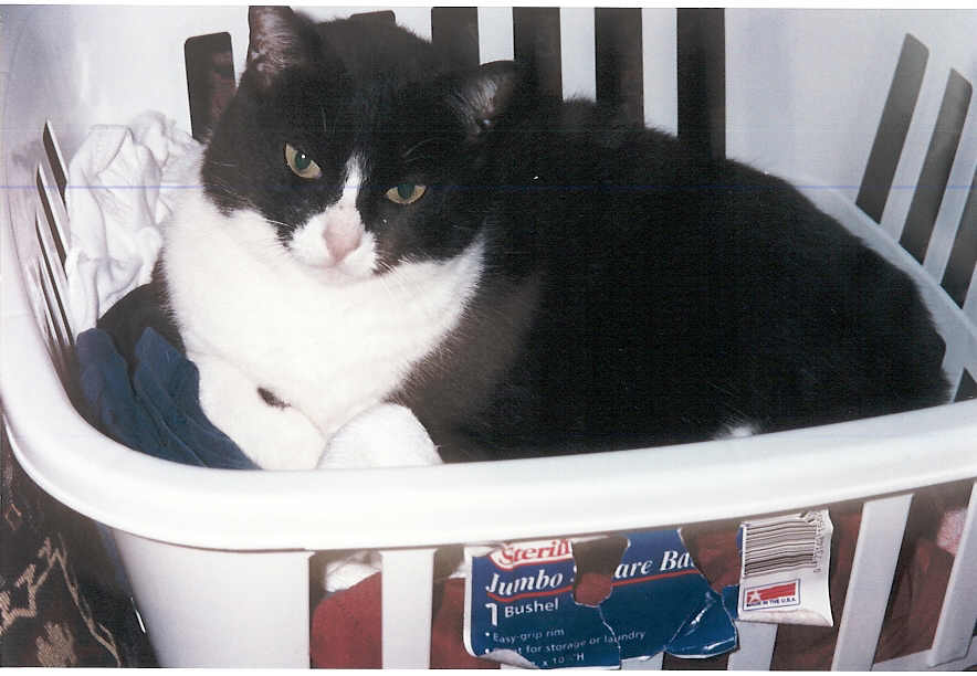 toodles.jpg